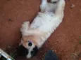 Godolfie