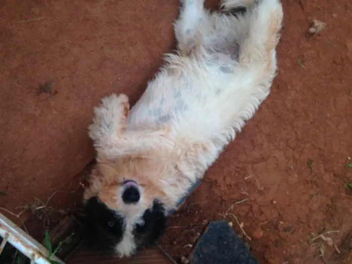 Cachorro ra a Vira lata idade 1 ano nome Godolfie