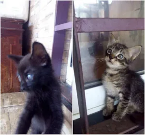 Gato raça  idade 2 a 6 meses nome Pedrito e Preta