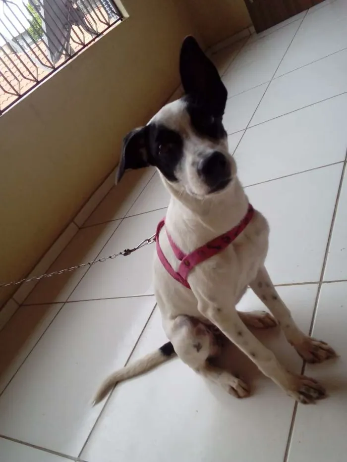 Cachorro ra a Fox paulistinha idade 7 a 11 meses nome Lili