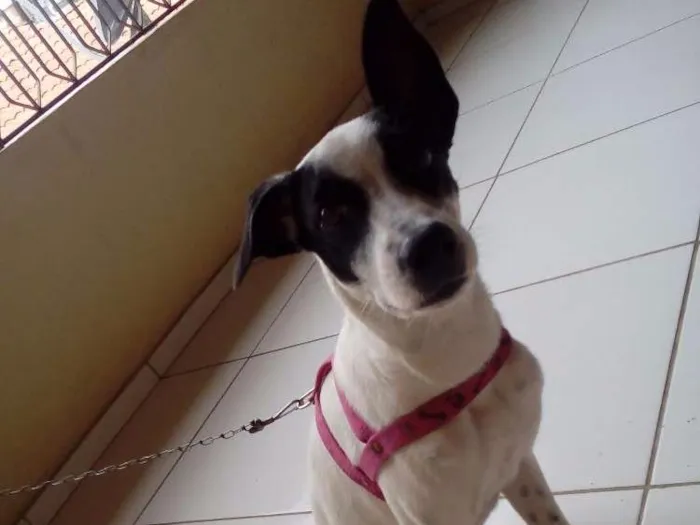 Cachorro ra a Fox paulistinha idade 7 a 11 meses nome Lili