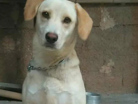 Cachorro raça Labrador idade 7 a 11 meses nome Dory