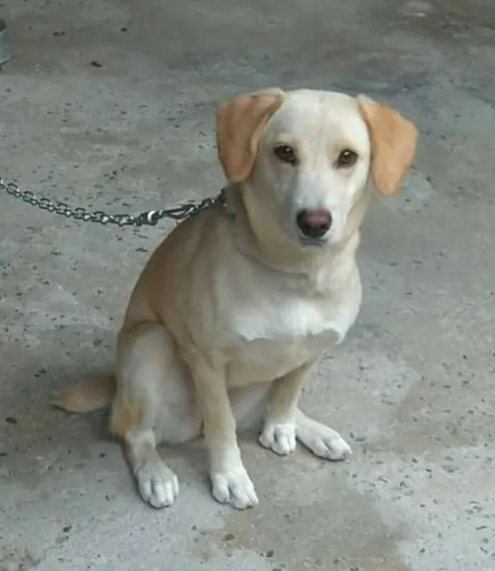 Cachorro raça Labrador idade 7 a 11 meses nome Dory