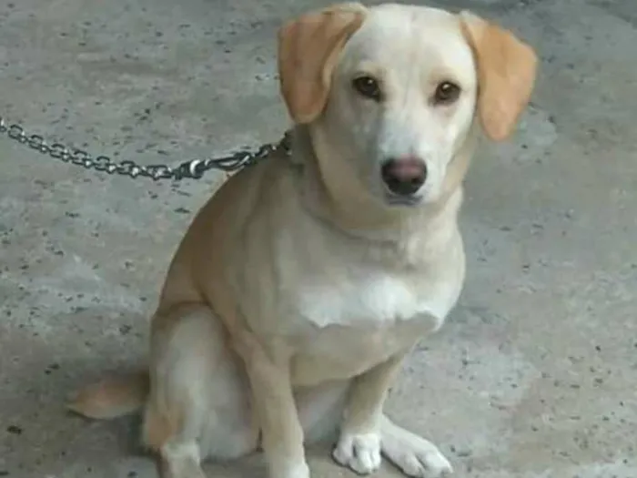 Cachorro raça Labrador idade 7 a 11 meses nome Dory