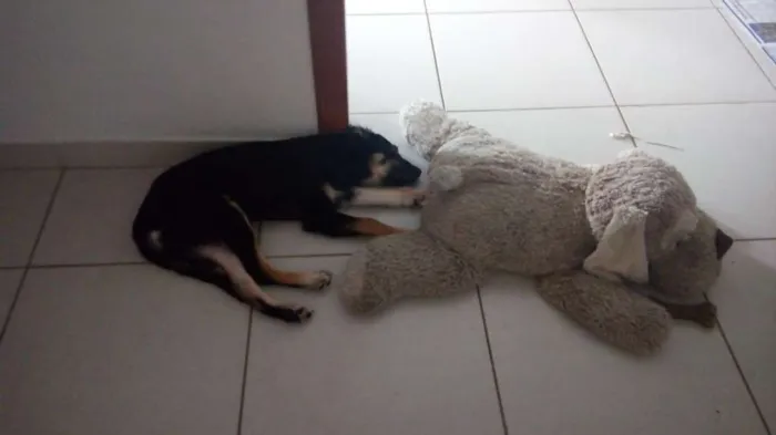 Cachorro raça Viralata idade 2 a 6 meses nome Morfeu