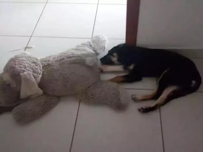 Cachorro raça Viralata idade 2 a 6 meses nome Morfeu