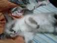 GATINHA
