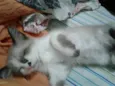 GATINHA