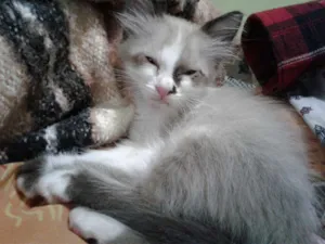 Gato raça srd idade Abaixo de 2 meses nome GATINHA 