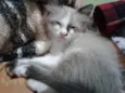 GATINHA