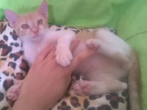 Gato raça SRD idade 2 a 6 meses nome Pampo