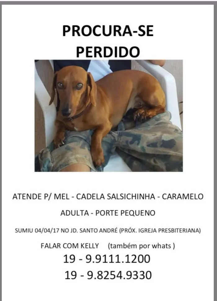 Cachorro ra a Basset, salsicha, cofap idade 3 anos nome Mel