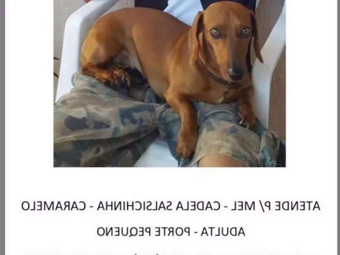 Cachorro ra a Basset, salsicha, cofap idade 3 anos nome Mel