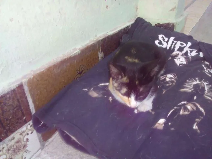 Gato ra a SRD idade 2 a 6 meses nome Sem nome