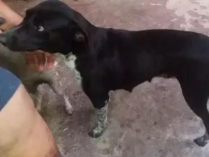 Cachorro raça SRD idade 2 anos nome Rosinha