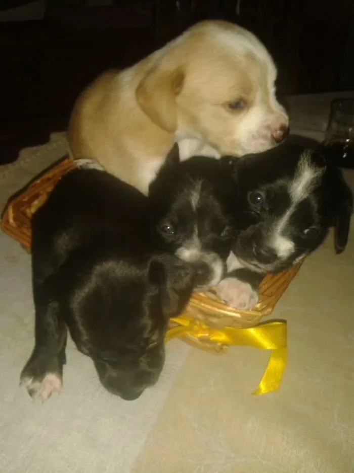 Cachorro ra a  idade Abaixo de 2 meses nome Sem nome