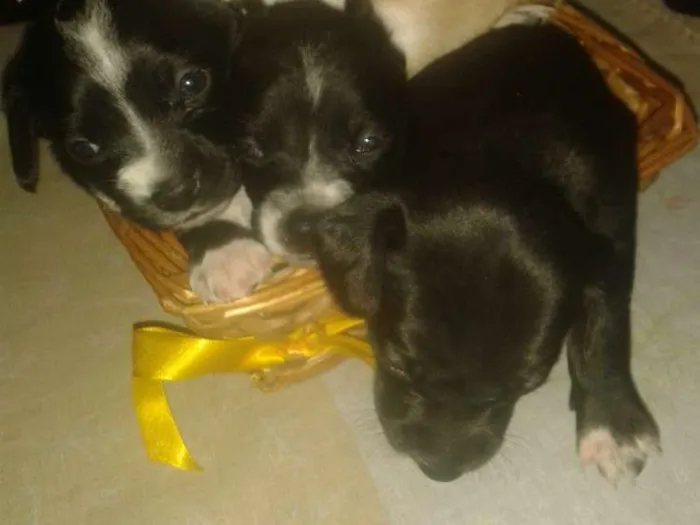 Cachorro ra a  idade Abaixo de 2 meses nome Sem nome