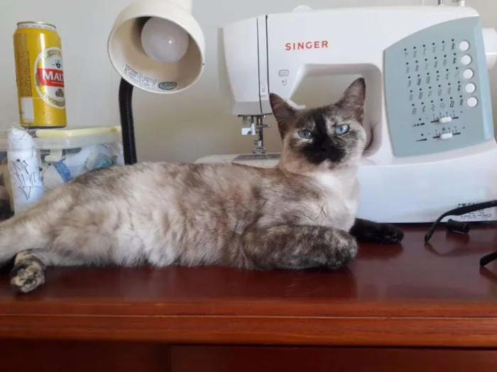 Gato raça SRD idade 1 ano nome Formiga
