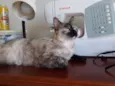 Formiga