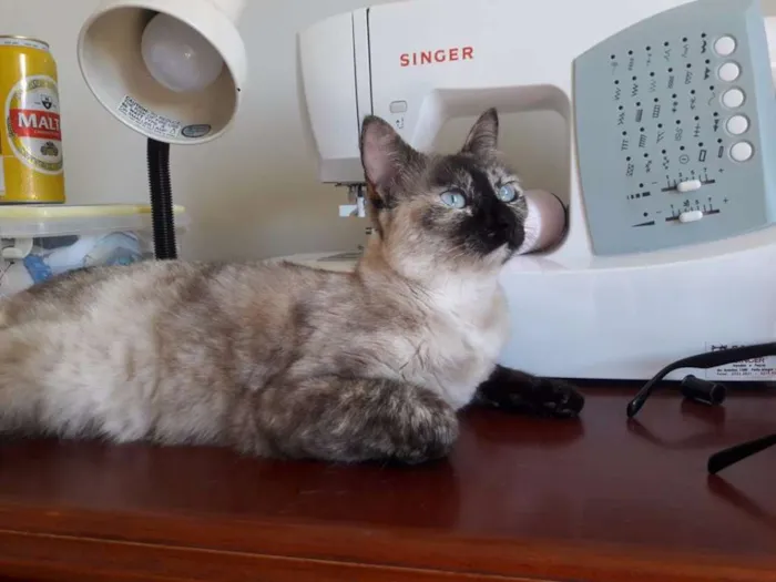 Gato raça SRD idade 1 ano nome Formiga