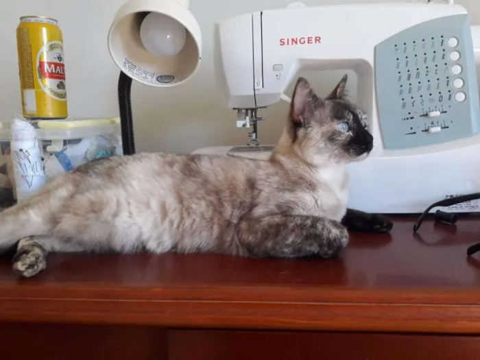 Gato raça SRD idade 1 ano nome Formiga
