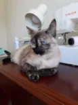 Formiga