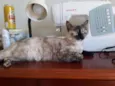 Formiga