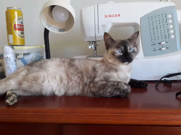Gato raça SRD idade 1 ano nome Formiga