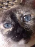 Formiga