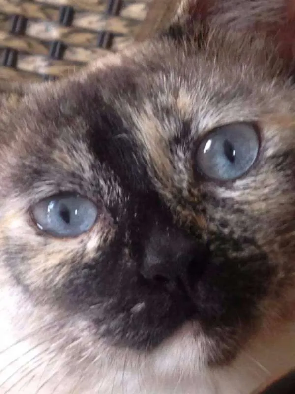 Gato raça SRD idade 1 ano nome Formiga