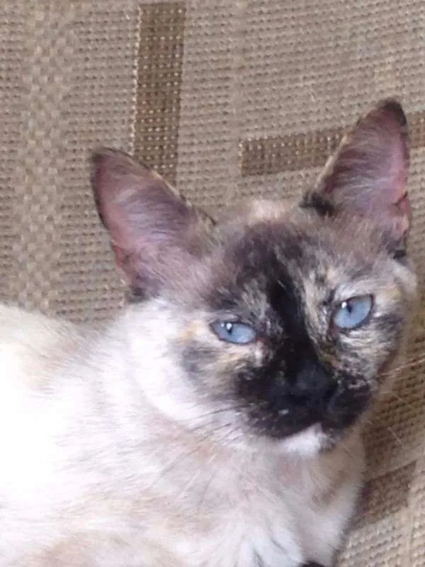 Gato raça SRD idade 1 ano nome Formiga