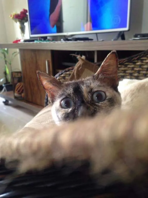 Gato raça SRD idade 1 ano nome Formiga