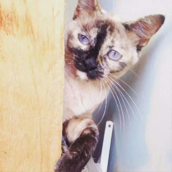 Gato raça SRD idade 1 ano nome Formiga