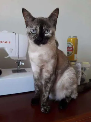 Gato raça SRD idade 1 ano nome Formiga