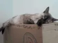 Formiga