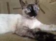 Formiga