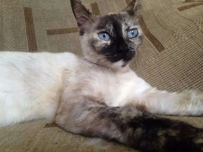 Gato raça SRD idade 1 ano nome Formiga