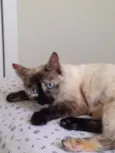 Formiga