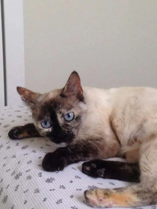Gato raça SRD idade 1 ano nome Formiga