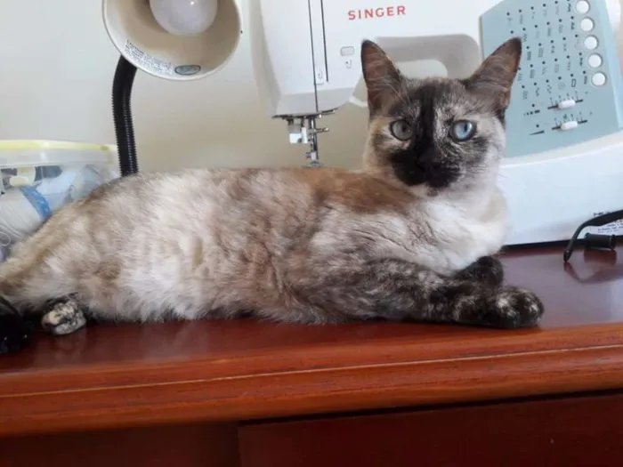 Gato raça SRD idade 1 ano nome Formiga