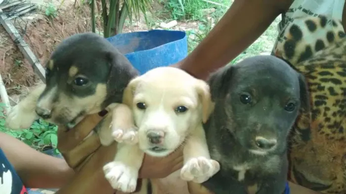 Cachorro raça Não sei  idade Abaixo de 2 meses nome Sem nomes 
