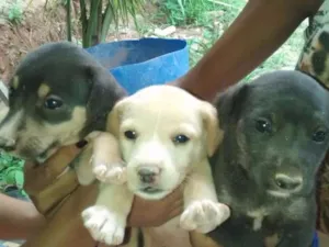 Cachorro raça Não sei  idade Abaixo de 2 meses nome Sem nomes 