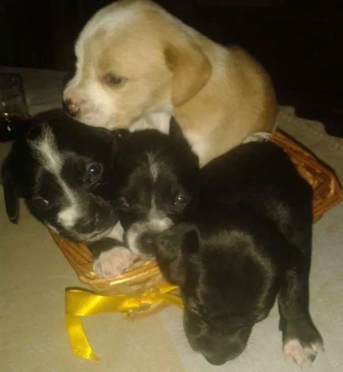 Cachorro ra a  idade Abaixo de 2 meses nome Sem nome