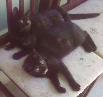 Gato ra a SRD idade 2 a 6 meses nome Sem nome