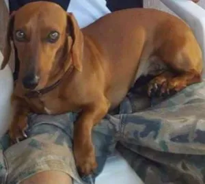Cachorro raça Basset, salsicha, cofap idade 3 anos nome Mel