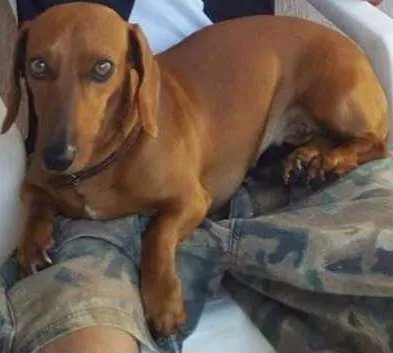 Cachorro ra a Basset, salsicha, cofap idade 3 anos nome Mel