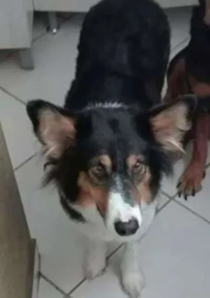 Cachorro raça COLLIE idade 4 anos nome EMMA