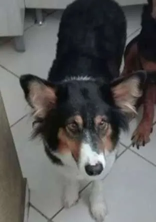 Cachorro ra a COLLIE idade 4 anos nome EMMA