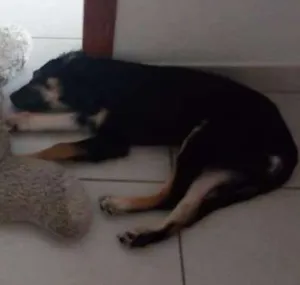 Cachorro raça Viralata idade 2 a 6 meses nome Morfeu