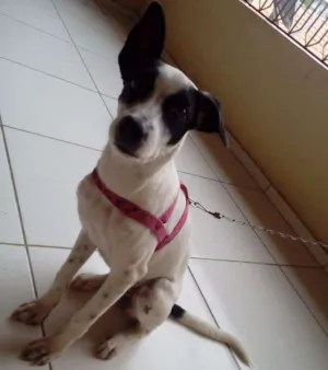 Cachorro raça Fox paulistinha idade 7 a 11 meses nome Lili